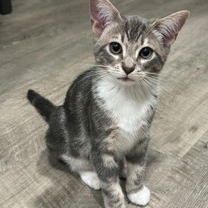 Meet your Posher, Gloria